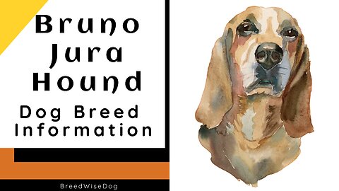 Bruno Jura Hound: A Comprehensive Guide to the Majestic Mountain Breed