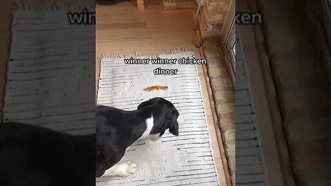 Dogs, Dogsvideos 50