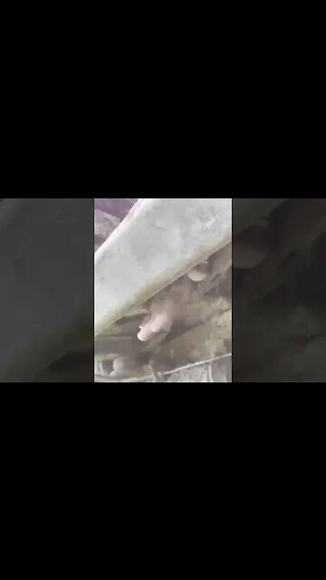 mint condition huh #shorts