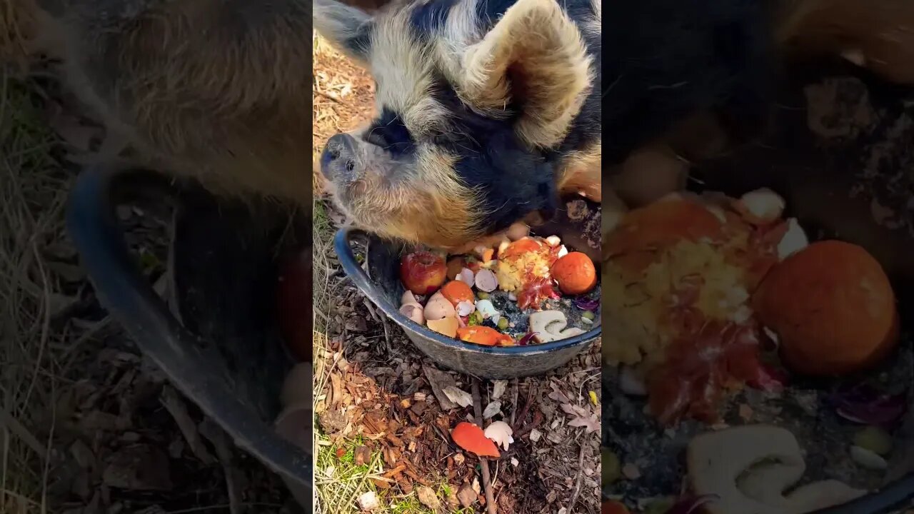 Mid day Snack🐷🌱 #kunekune #pigs #farming #homestead #smallfarm #home #happy #farmanimals #fy #fyp