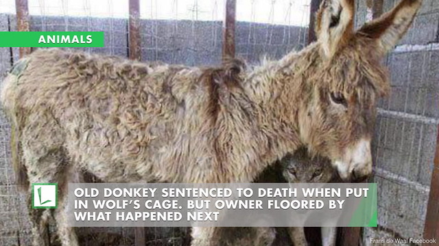 Old Donkey Sentenced to Death When Put in Wolf’s Cage. But Owner Floored by What Happened Next