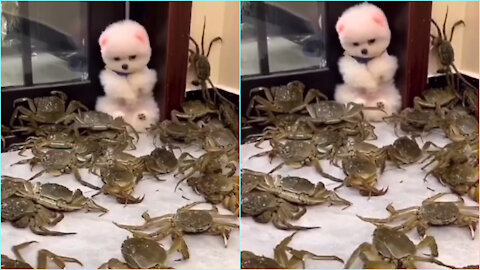 This dog surrounded by crabs 🐶🦀