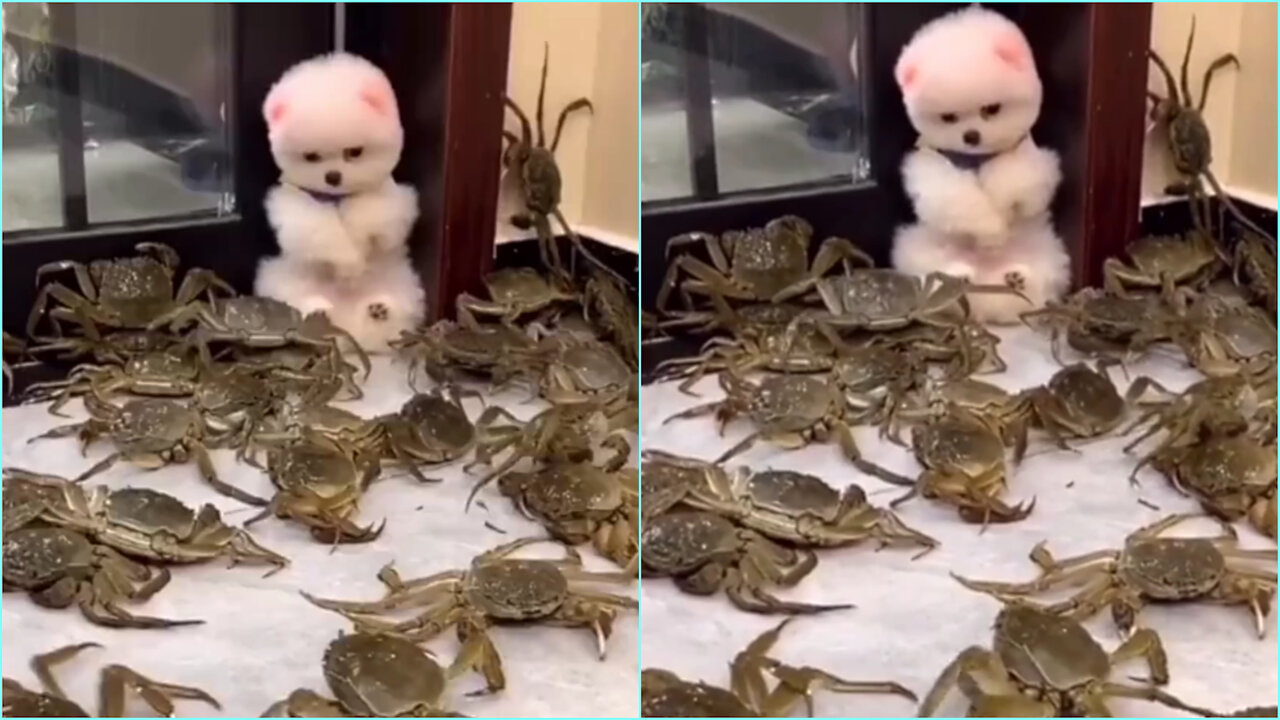 This dog surrounded by crabs 🐶🦀