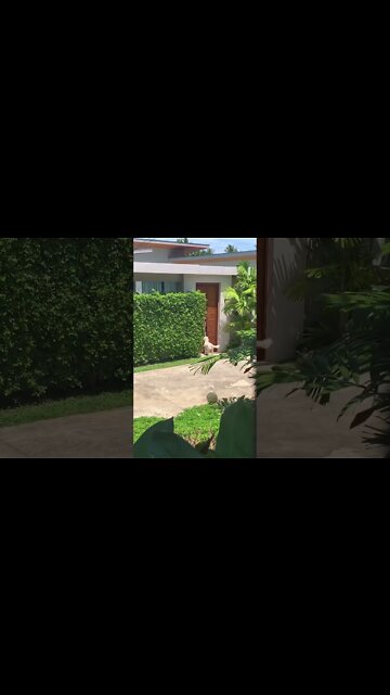 What the dog tryna do?