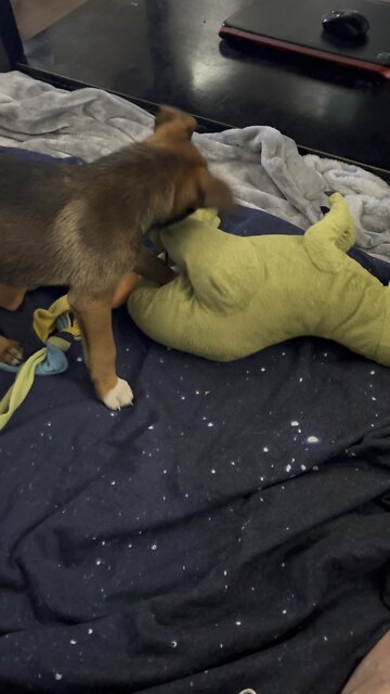 Puppy vs T Rex Round 1