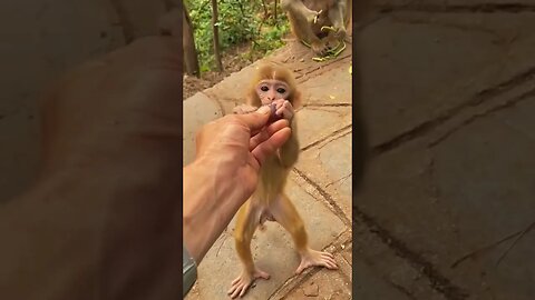 Cute Monkey Baby 😘😘😘😘