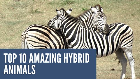 TOP 10 AMAZING ANIMAL HYBRID 2022