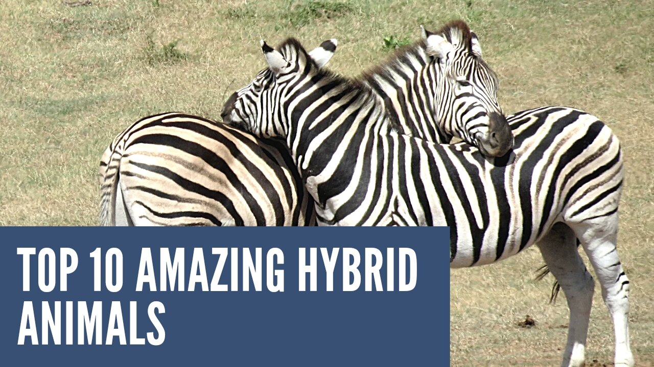 TOP 10 AMAZING ANIMAL HYBRID 2022