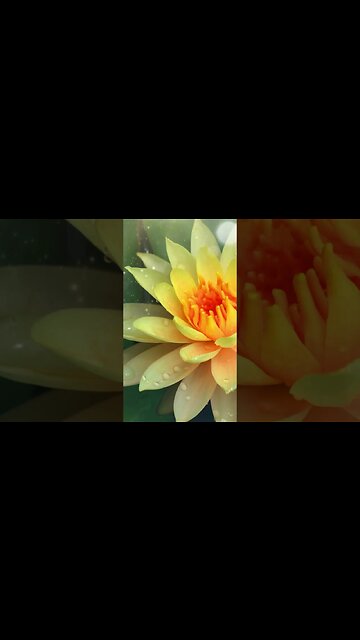 1 Minute Meditation I'M GRATEFUL FOR MY OPPORTUNITIES #shorts #youtubeshorts #1minutemeditation #zen