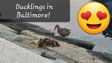 Cute little Duckies found in Baltimore!