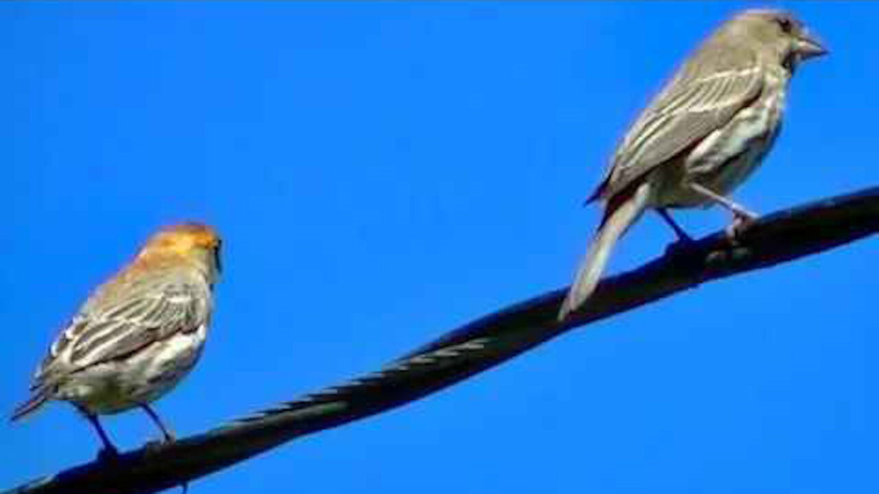 IECV NV #347 - 🐤 House Finch's On The Power Line Wires 5-26-2017