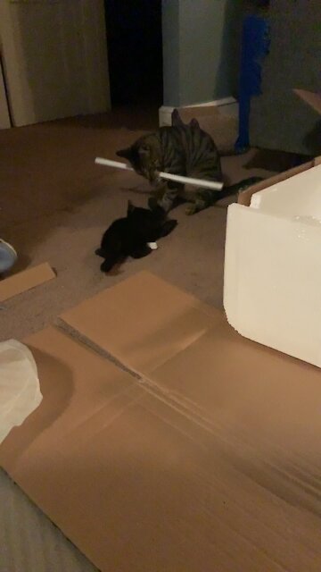 Play time for the Zoo crew