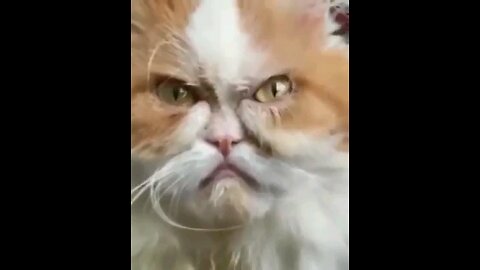 Looks like an angry Grandpa Cat. 😆