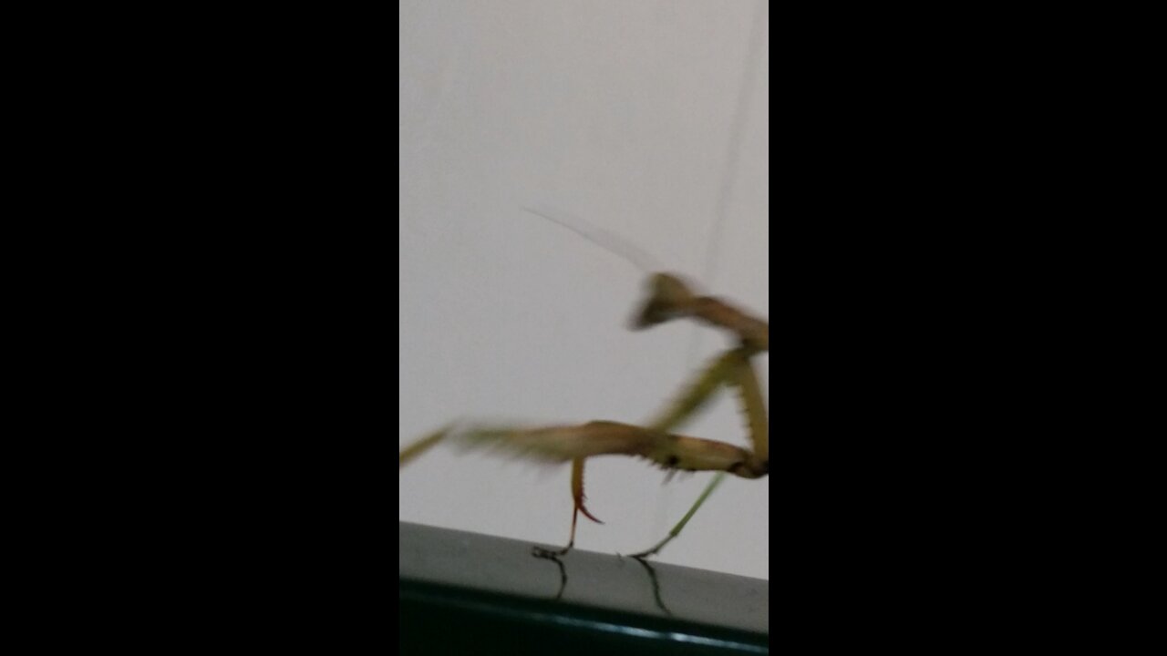 Dancing mantis