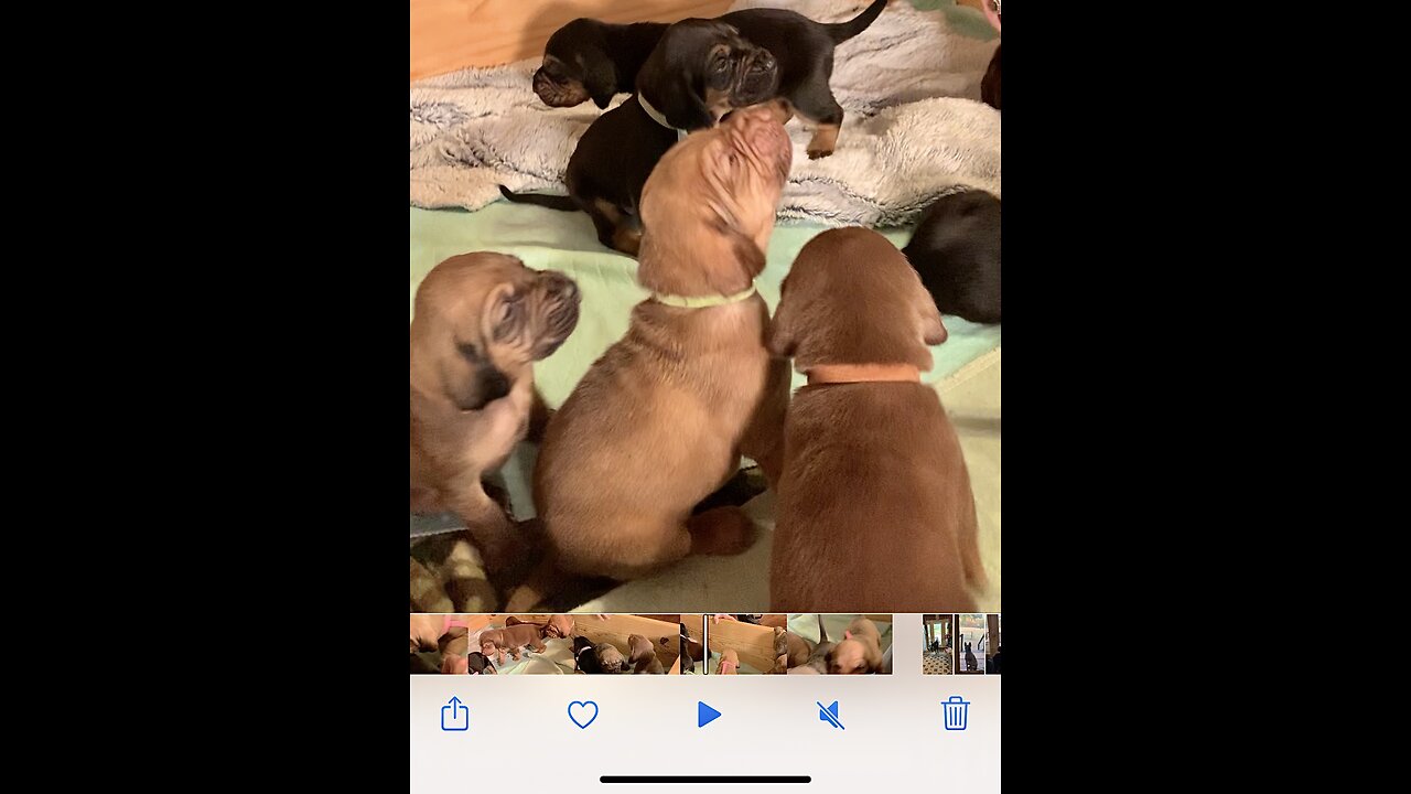 Nothing cuter than a litter of Bloodhound puppies!!!