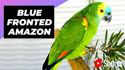 Blue-Fronted Amazon 🦜 One Of The Most Beautiful Parrots In The World #shorts #bluefronted #parrot