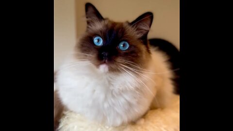 Cute and Funny Cats Videos to Keep You Smiling!