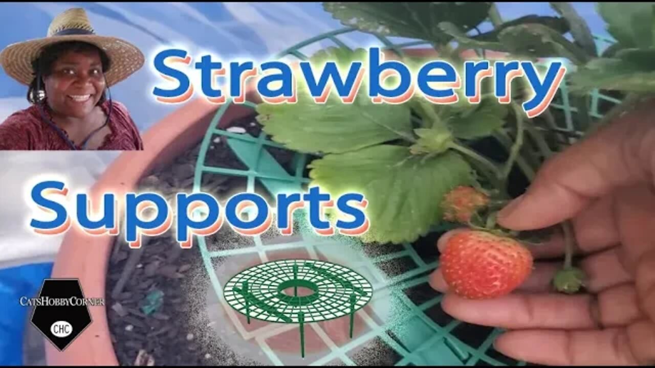 Strawberry Supports - 6Jul2022