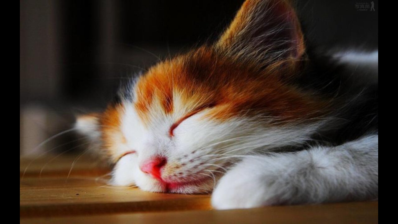 Kitten Sleeping on a Bookshelf