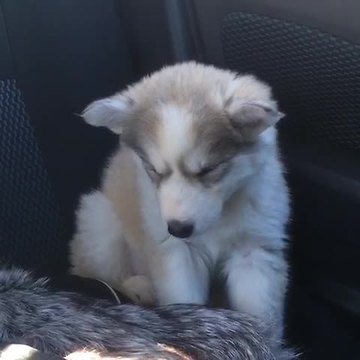 Puppy struggles to stay awake during car ride