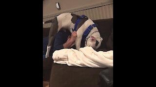 Pit Bull tackles man in order to steal his hat