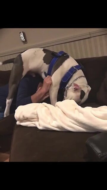 Pit Bull tackles man in order to steal his hat