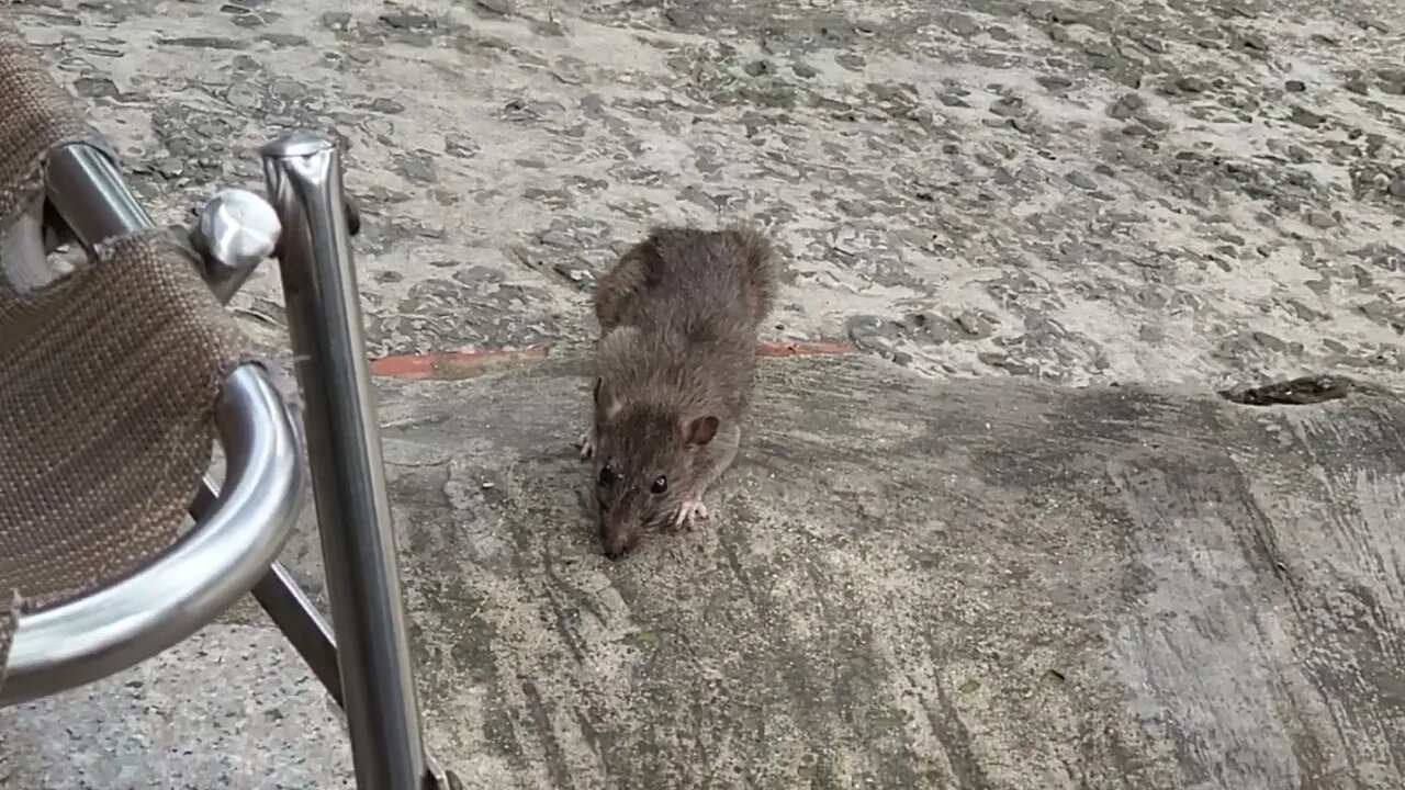 Very brave rat in Saigon,Vietnam strolling for a walk. Chuột Việt Nam rất dũng cảm🐹🐀🙏