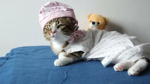 Funny Cat in Baby Clothing