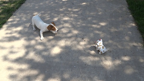 Puppy desperately attempts to befriend robot dog