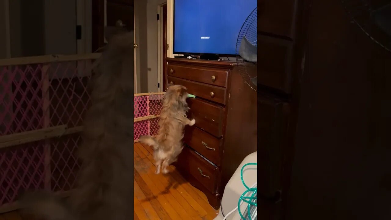 Magenta is doing more jumping, 🐕 #dogs #shorts #youtubeviral #cute #tiktok #adorable