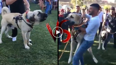 ANADOLU COBAN KOPEKLERi ATISMA vs - ANATOLiAN SHEPHERD DOG vs