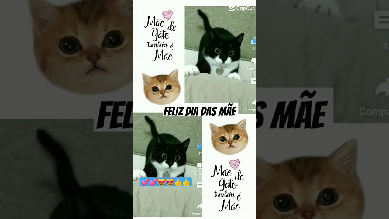 Gato Bartolomeu Tunico feliz dia das mães 😸