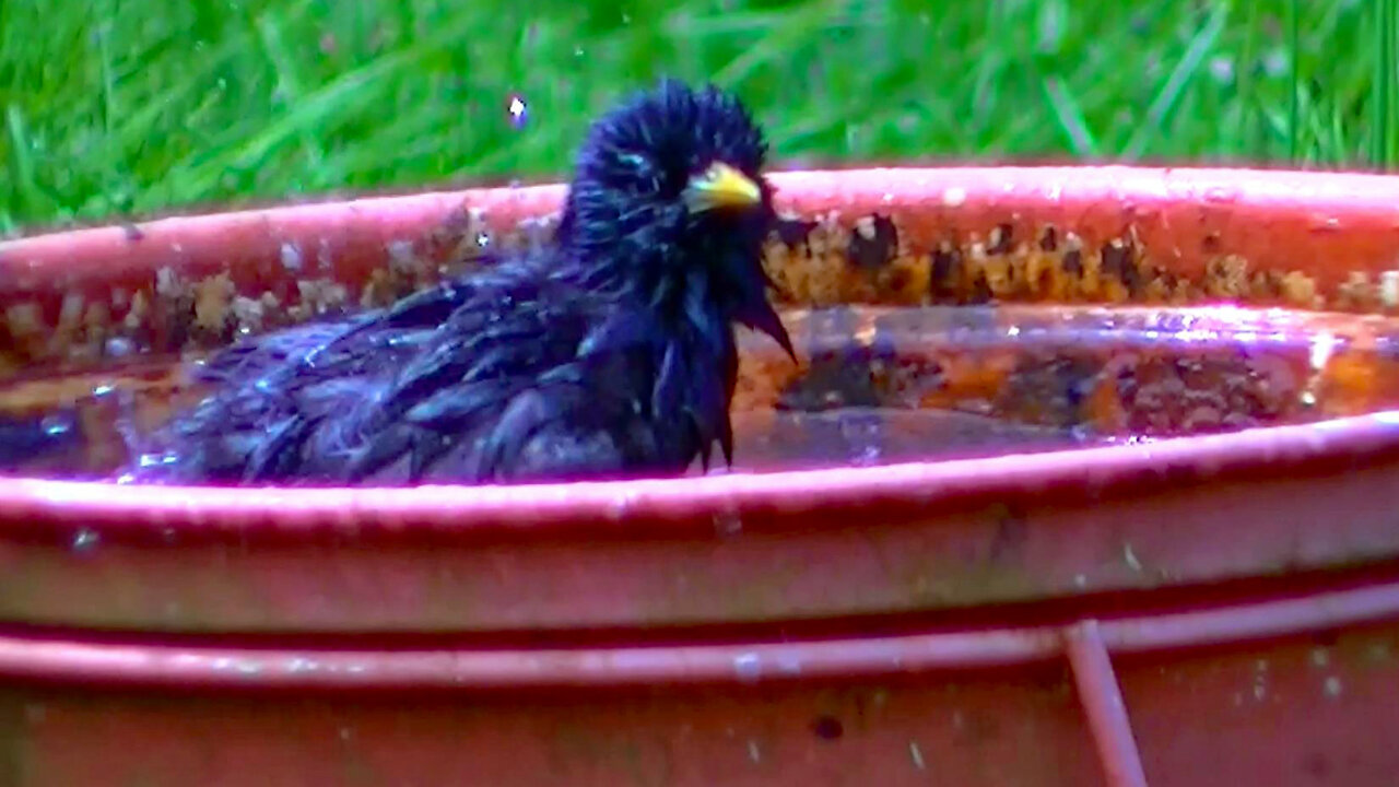 IECV NV #603 - 👀 Starlings Taking Bath In The Bird Bath 5-29-2018