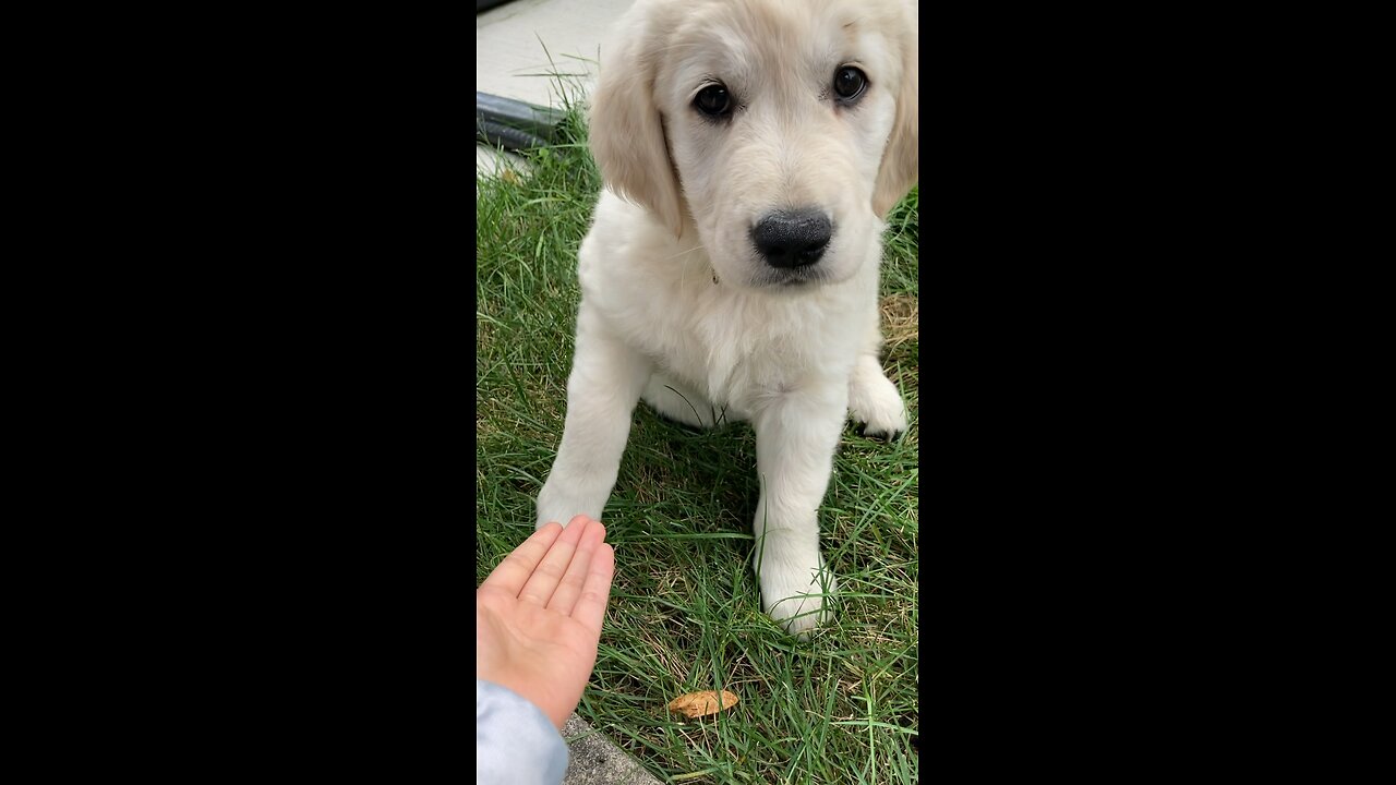 Learning handshake puppy dog