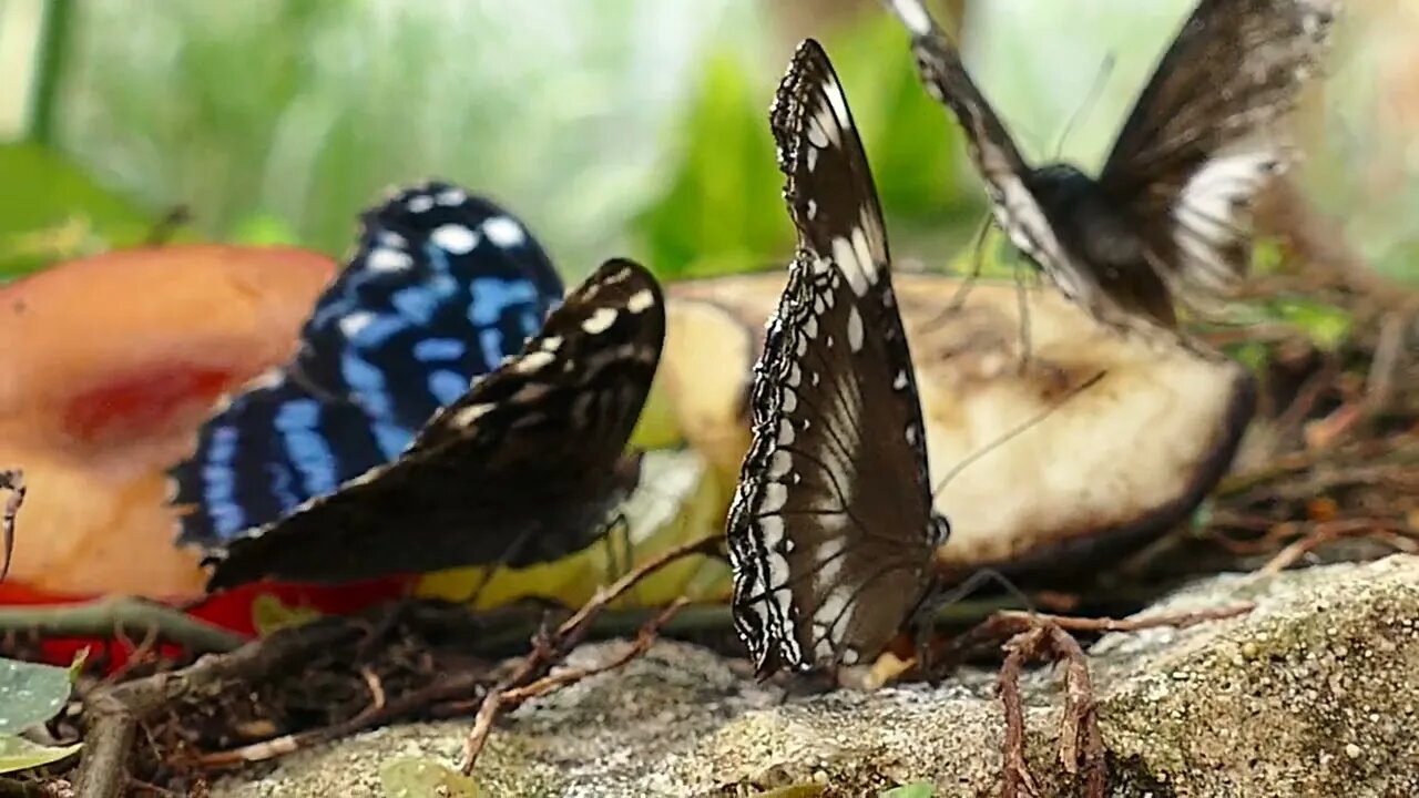 Beautyfull Butterfly