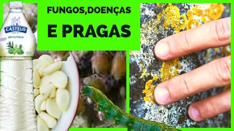 LIVRE SE DE FUNGOS, DOENÇAS E PRAGAS DAS PLANTAS COM ESSA RECEITA💲💲💲 BARATA