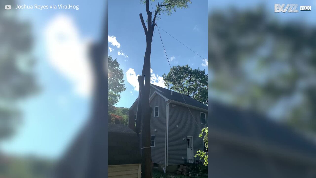 Un arbre tombe sur la cabane des enfants