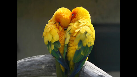 Love Birds