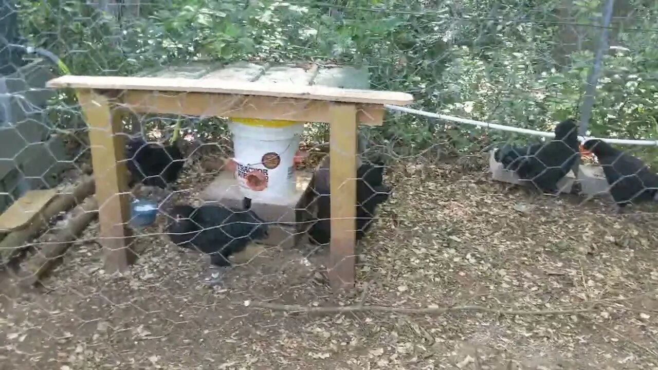 30 seconds of chickens part 24