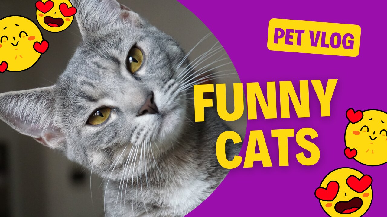 Laugh Out Loud with These Funny Cats!