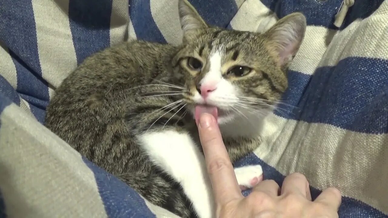 Funny Cat Bites and then Licks My Hand