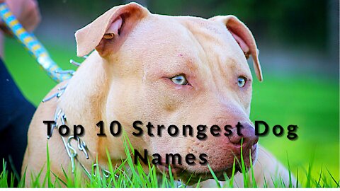 TOP 10 Strongest Male And Female Dog Names