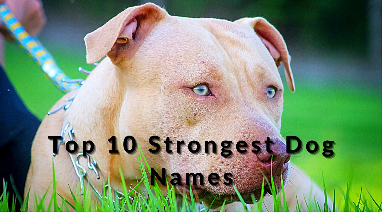 TOP 10 Strongest Male And Female Dog Names