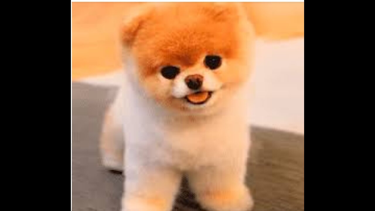 Petyyy the world of my pets