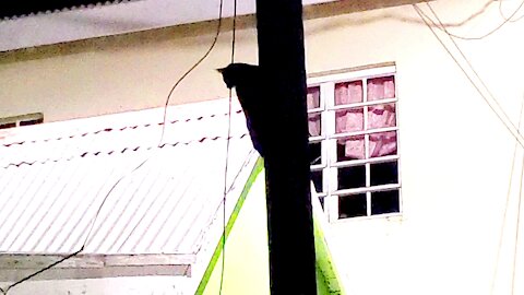 A cat attempting to snatch a bird from up a light post