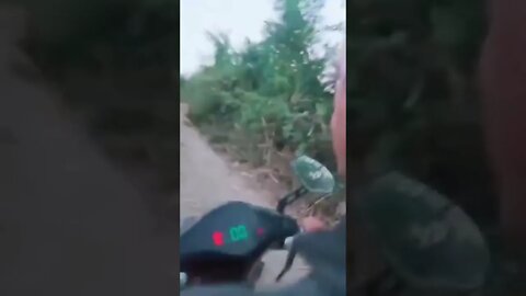 Indo Embora para Casa Encontraram uma Leão na Estrada #shorts