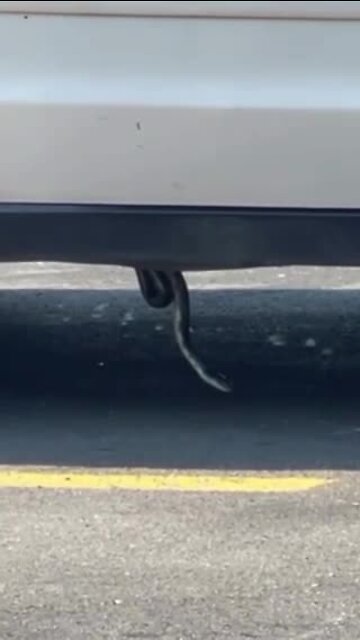 VIDEO: Snake dangling from bottom of car