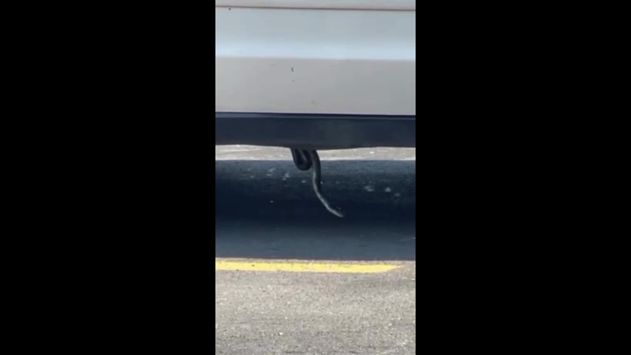 VIDEO: Snake dangling from bottom of car