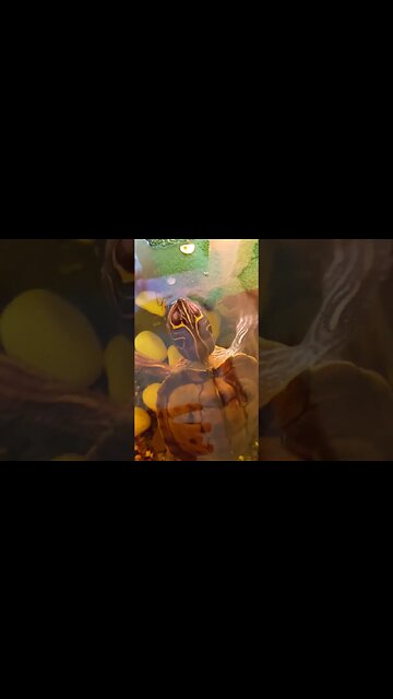 Mr Happy 🐢 #turtle