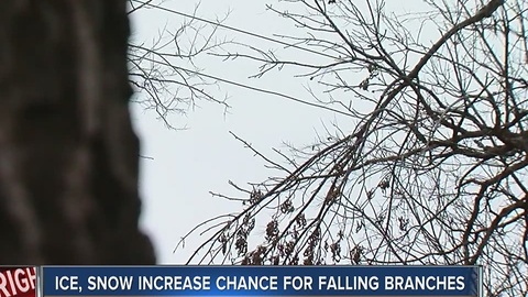 Ice, Snow Increase Chance For Falling Branches